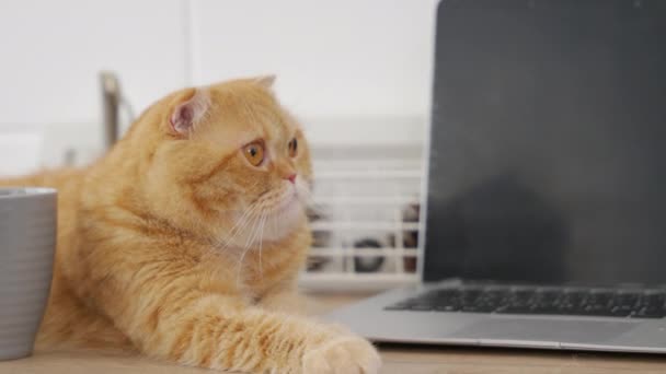 스코틀랜드 고양이 귀엽고 크로와상 책상에 비즈니스 문서에 테이블에 보기는 아침에 — 비디오