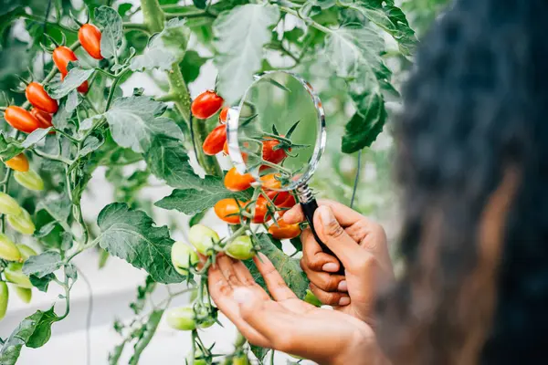 Young Woman Farmer Inspects Tomato Quality Greenhouse Using Magnifying Glass — Stock Photo, Image
