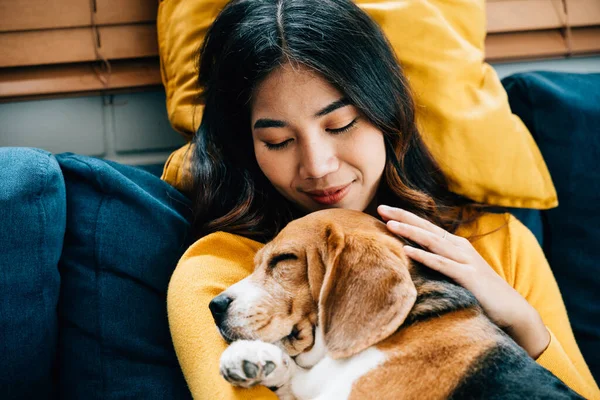 Bir Kadın Beagle Köpeği Oturma Odasındaki Kanepede Dinlenip Sonsuza Dek — Stok fotoğraf
