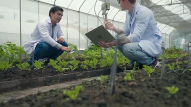 İki biyoteknoloji mühendisi elinde büyüteç tutuyor ve hastalık için hidroponik çiftliğindeki sebze yaprağına bakıyor. Profesyonel tarım araştırmacısı dizüstü bilgisayar kullanıyor.