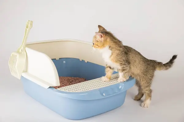 Vetrina Igiene Cura Felina Attraverso Gatto Isolato Una Scatola Igienica — Foto Stock