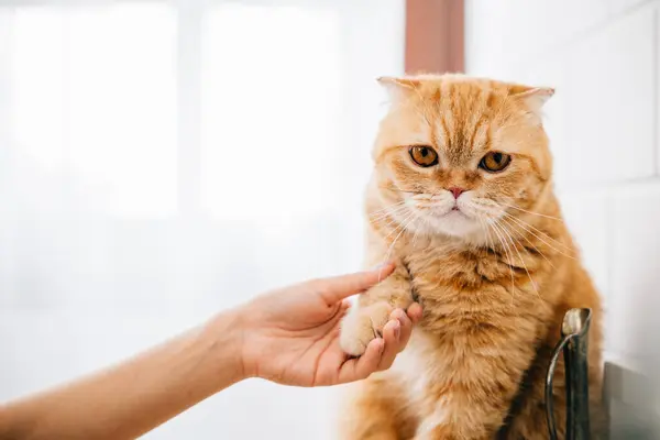 A pet owner enjoys a moment of togetherness with her cat, holding its paw as they sit in perfect harmony, a heartwarming display of friendship and support. Pat love