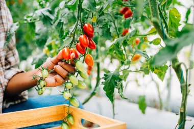 Güneşli bir çiftliğin ortasında siyah bir kadın çiftçi olgun kırmızı domatesleri hasat ediyor. Elle kesme ve tahta bir sandığa koyma. Sebze yetiştiriciliğine ve çiftçiliğin neşesine odaklanın..