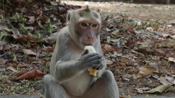Cynomolgus Monkey Cute Primate Fun Hairy Tail Holding Food Sitting — Stock Video