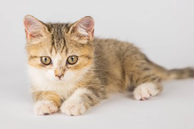 Beyaz bir arka planda şirin, soyutlanmış, gri bir İskoç kedisi. Bu neşeli ve neşeli kedi şakacı maskaralıklarıyla mutluluk getireceği kesin..