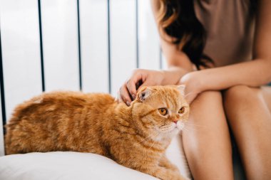 Bir kadın ve tüylü arkadaşı, İskoç bir kedi, yatakta yatarken birbirlerine eşlik ederek mutluluğu buluyorlar. Beraberlikleri ve şakacı bağları neşe ve rahatlama yayıyor..