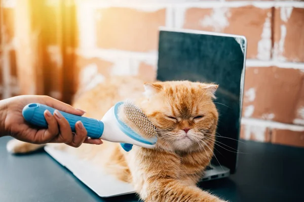 A woman holds her orange Scottish Fold cat while brushing its fur, a joyful routine of hygiene and pet care. The cats relaxed demeanor reflects their deep friendship. Pat love routine