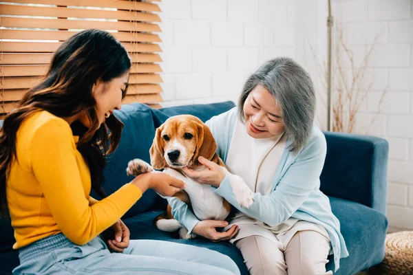 A joyful young woman, along with her mother, shares an affectionate moment of bonding with their Beagle dog on the sofa at home. Their family portrait exudes happiness and loyalty. Pet love