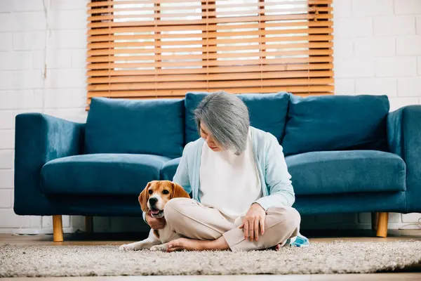 Retrato Felicidad Una Anciana Cachorro Beagle Comparten Momento Encantador Sofá — Foto de Stock