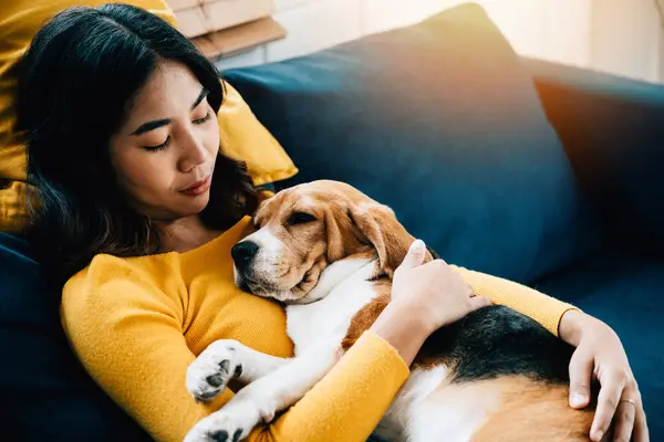 In the living room, a woman and her Beagle dog share a cozy nap on the sofa, embracing a concept of love, trust, and best friends forever. Their bond reflects the happiness of pet ownership.