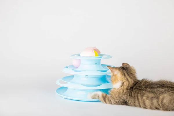 Gatito Lindo Con Piel Tan Naranja Como Atardecer Está Teniendo —  Fotos de Stock
