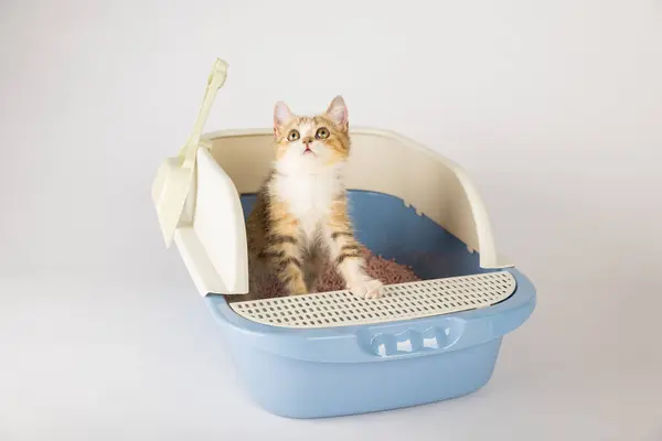 Gato Isolado Uma Caixa Areia Simboliza Necessidade Cuidados Higiene Com — Fotografia de Stock