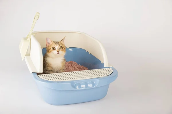 Ojedinělé Scéně Kočka Pohodlně Obývá Vrh Krabice Podporující Péči Zvířata — Stock fotografie