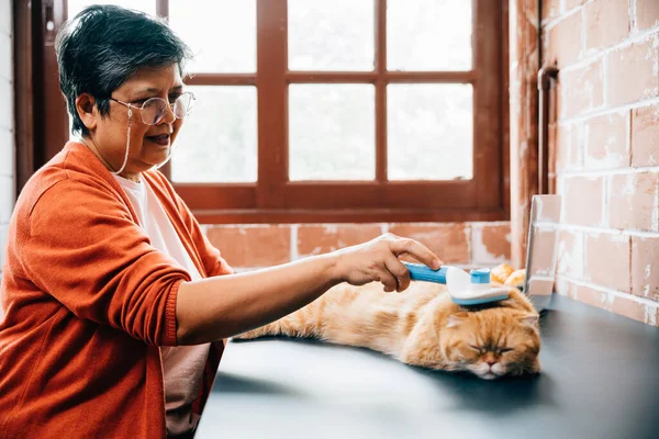 At home, an elderly woman is affectionately brushing her Scottish Fold cat to remove old fur. Their bond as owner and pet brings happiness and relaxation to their lives.