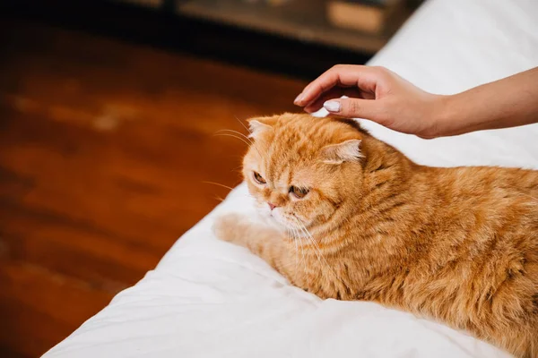 On the bed in their room, a woman finds relaxation and happiness while stroking her orange Scottish Fold cat. Their bond reflects the care and support they share. Pat love