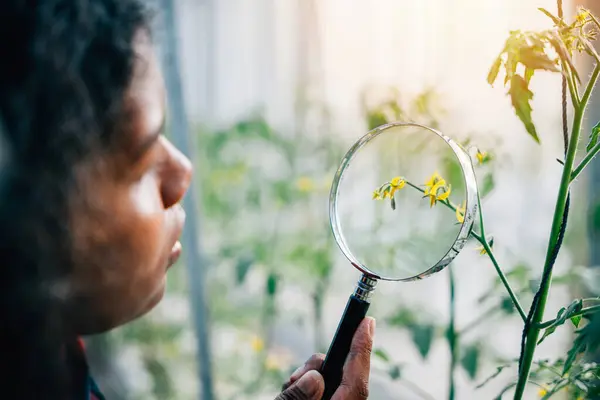 A black woman a passionate gardener and farmer utilizes a magnifying glass to inspect plant growth in outdoor garden. Her commitment to sustainability resonates with Earth Day and natural agriculture.