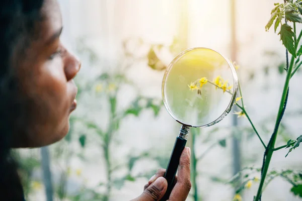 A black woman an enthusiastic gardener and farmer examines plant growth with a magnifying glass in outdoor garden. Her dedication to sustainability echoes Earth Day and natural agricultural practices.