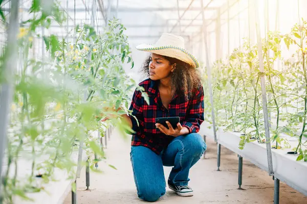 Precision agriculture meets innovation a farmer examines tomato plants with a tablet in a modern greenhouse. Industry 4.0 at its best ensuring quality and controlled growth. Nature in control.