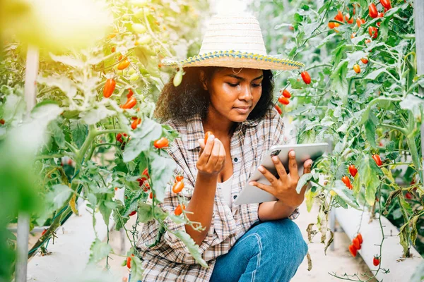 Smart farming in action, Asian Black woman farmer uses a digital tablet in the greenhouse. Owners work, growing tomatoes, inspecting vegetables for quality with innovation.