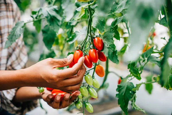 Farmers hands gently holding cherry tomatoes in a sunny greenhouse. Quality harvest reveals diligent growth care vibrant red fruits showcasing natures bounty outdoors.