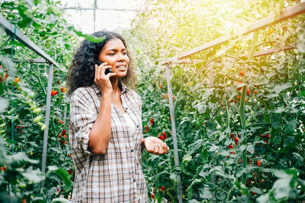 A cheerful female farmer, hat-clad, engages on her phone at the greenhouse, holding ripe tomatoes. Communication technology bridges the farm to community for orders, fostering happiness and growth.