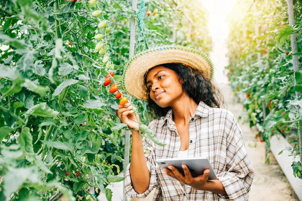 Black woman farmer uses a digital tablet for inspecting and controlling tomato quality in the greenhouse. Smart farming concept with smiling owner examining vegetables, showcasing innovation.