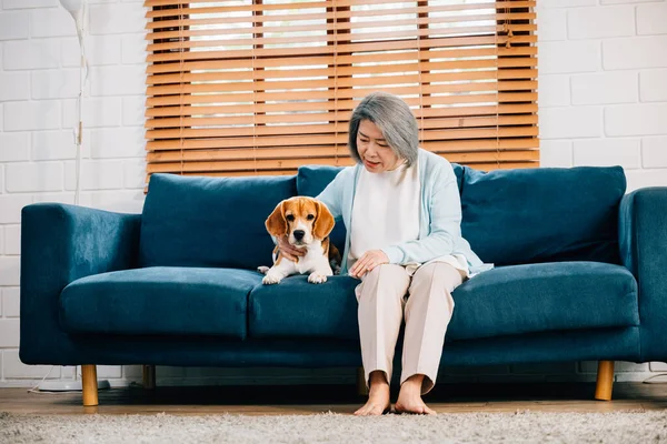 A heartwarming portrait, An elderly woman and her Beagle puppy share a moment of togetherness on the sofa in their living room. Their friendship and smiles radiate happiness and love. Pet love