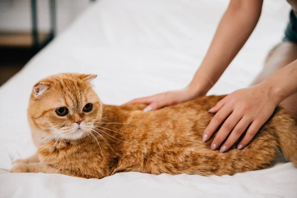 In a cozy room, an orange Scottish Fold cat lounges on the bed as the woman gently strokes her feline friend. A heartwarming display of the special bond between a woman and her cat. Pat love