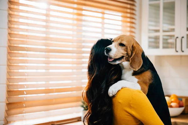 In the kitchen, a beautiful woman stands, holding her Beagle dog on her shoulder, finding joy in their everyday interaction. Their friendship, trust, and togetherness bring happiness to their bond.