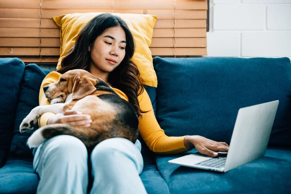 In the cozy living room, a happy young woman works on her laptop on the sofa while her Beagle dog peacefully sleeps. Their friendship and tranquility create a harmonious home office. Friendly Dog.