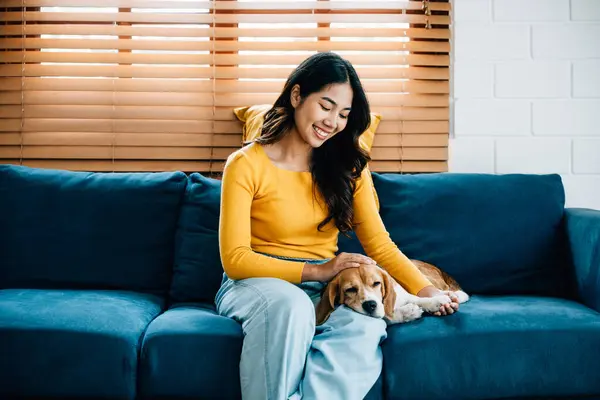 In her exclusive jumpsuit, a cute woman shares a joyful portrait with her Beagle dog on the house sofa. Their playful bond is heartwarming. Pet love.