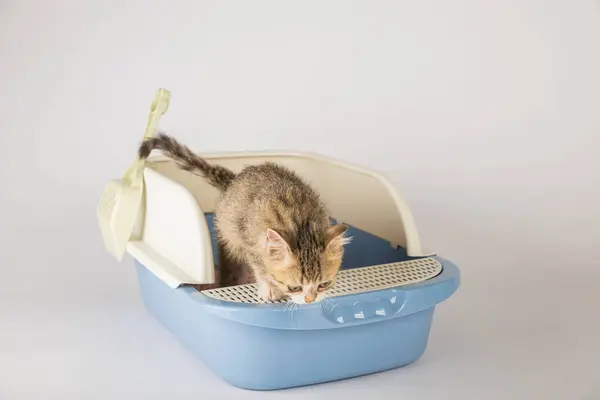 Odizolowany Kot Znaleziony Plastikowym Kuwecie Lub Piaskownicy Jest Opisywany Przeciwko — Zdjęcie stockowe