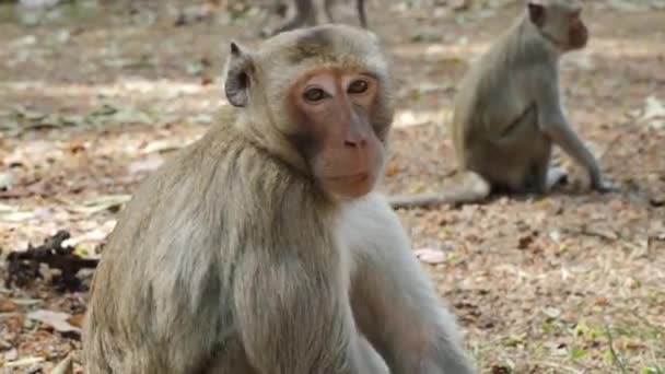 Jovem Macaco Cynomolgus Divertido Desfrutando Alimentação Floresta Tropical Segurando Alimentos — Vídeo de Stock