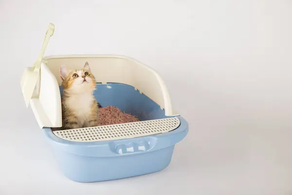 Igiene Cura Dei Gatti Sono Fuoco Quanto Occupa Una Lettiera — Foto Stock