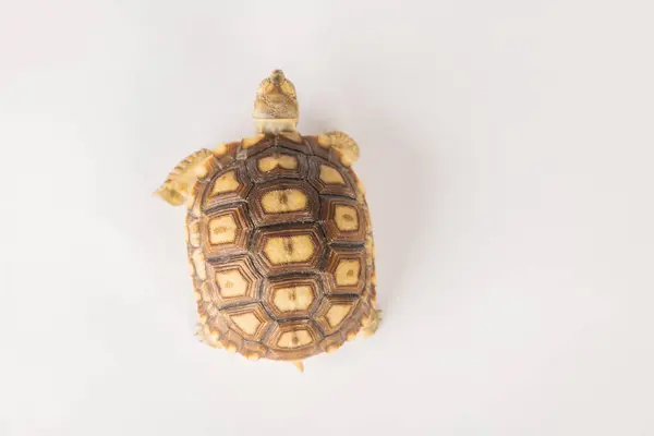 African spurred tortoise, or sulcata tortoise, is showcased in this isolated portrait, emphasizing the beauty of its unique design against a white background.