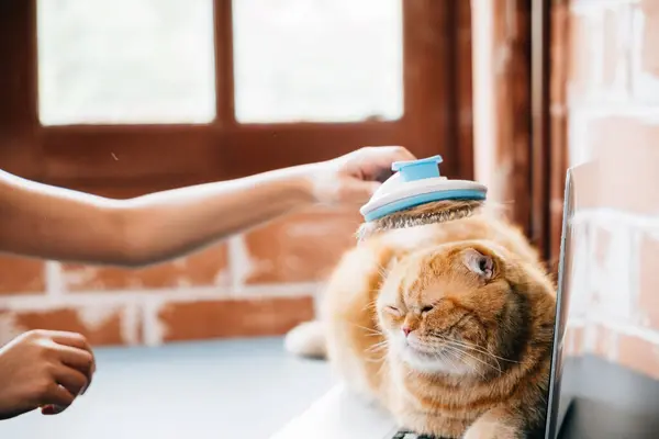 Owners care, A woman enjoys grooming her Scottish Fold cat, who dreams peacefully during the grooming session. Their bond is evident in this relaxed and enjoyable scene. Pat love routine