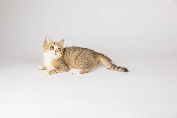 Izolovaná Malá Šedá Skotská Kočka Tomto Kočičím Portrétu Stojí Bílém — Stock fotografie