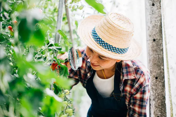 Die Großaufnahme Einer Gemüsetomatenwissenschaftlerin Einer Jungen Bäuerin Die Tomaten Einem — Stockfoto