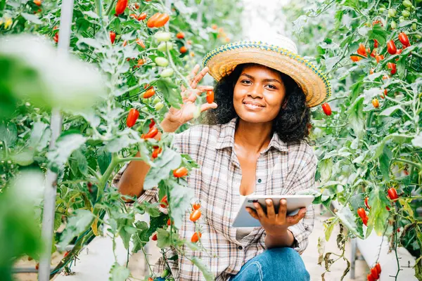 Smart farming in action, Asian Black woman farmer uses a digital tablet in the greenhouse. Owners work, growing tomatoes, inspecting vegetables for quality with innovation.