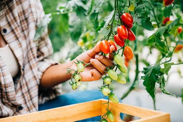 Natures harvest shines as a black woman farmer collects ripe red tomatoes in a sunny greenhouse. Hand-cutting and arranging in a wooden crate. Freshness and bounty in a thriving farm setting.