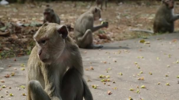 Mono Cynomolgus Joven Lindo Pequeño Primate Selva Tropical Sentado Metal — Vídeos de Stock