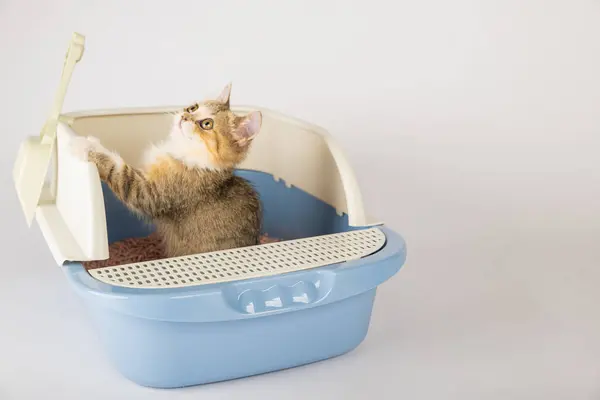 Čistém Izolovaném Prostředí Kočka Pohodlně Usazena Krabici Odpadky Tento Kočičí — Stock fotografie