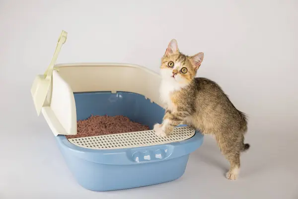Isolated Image Showcases Cat Litter Box Underscoring Significance Animal Care — Stock Photo, Image