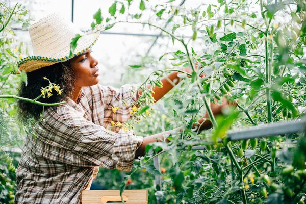 Ett Växthus Föder Svart Kvinnlig Bonde Tomatplantor Som Vattnas Med Royaltyfria Stockbilder