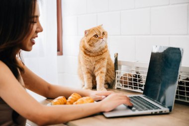 Masasındaki genç bir kadın dizüstü bilgisayarı üzerinde çalışırken sevimli İskoç kedisine sarılıyor. Beraberlik ve evcil hayvan arkadaşlığı kavramını temsil ediyor. İş-yaşam dengesinin bir portresi.