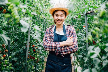Olgun yeşil domateslerin arasında çapraz kolları olan başarılı bir çiftlik sahibinin portresi. Sebze yetiştirme ve tarım sektöründe uzmanlık, mutluluk ve katılımın göstergesi.