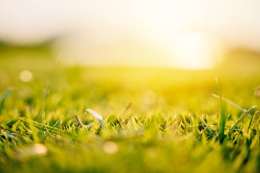 Canlı yeşilliğin yemyeşil dünyasına yakın plan, arka plan için yemyeşil çimen alanı, ECO kavramı.