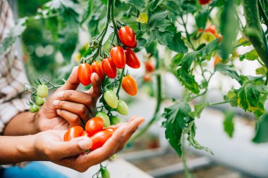 Bir serada Cherry Domatesleri tutan çiftçi elleri. Kaliteli hasat titiz büyüme bakımını sembolize eder. Güneşli açık havada canlı kırmızı meyveler.