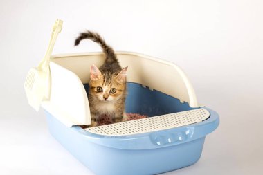 Bir kedi hijyen ve bakım rutinini plastik bir klozet kutusunda veya beyaz arka planda sergilenen kum havuzunda izole edilmiş bir kediyle yakalayın. Bu eğitici görüntü temiz ve el değmemiş bir çevreyi ortaya çıkarıyor..