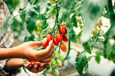 Bir çiftçi güneşli bir serada dikkatlice kiraz domateslerini tutar. Kaliteli hasat titiz büyüme bakımının yankıları canlı kırmızı meyveler açık havada bolluğu simgeler..